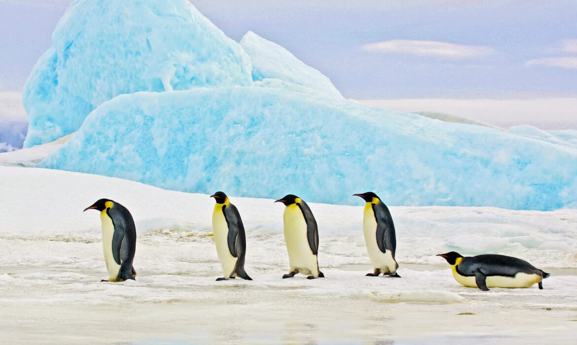 sustainability consulting icebergs melting and penguins