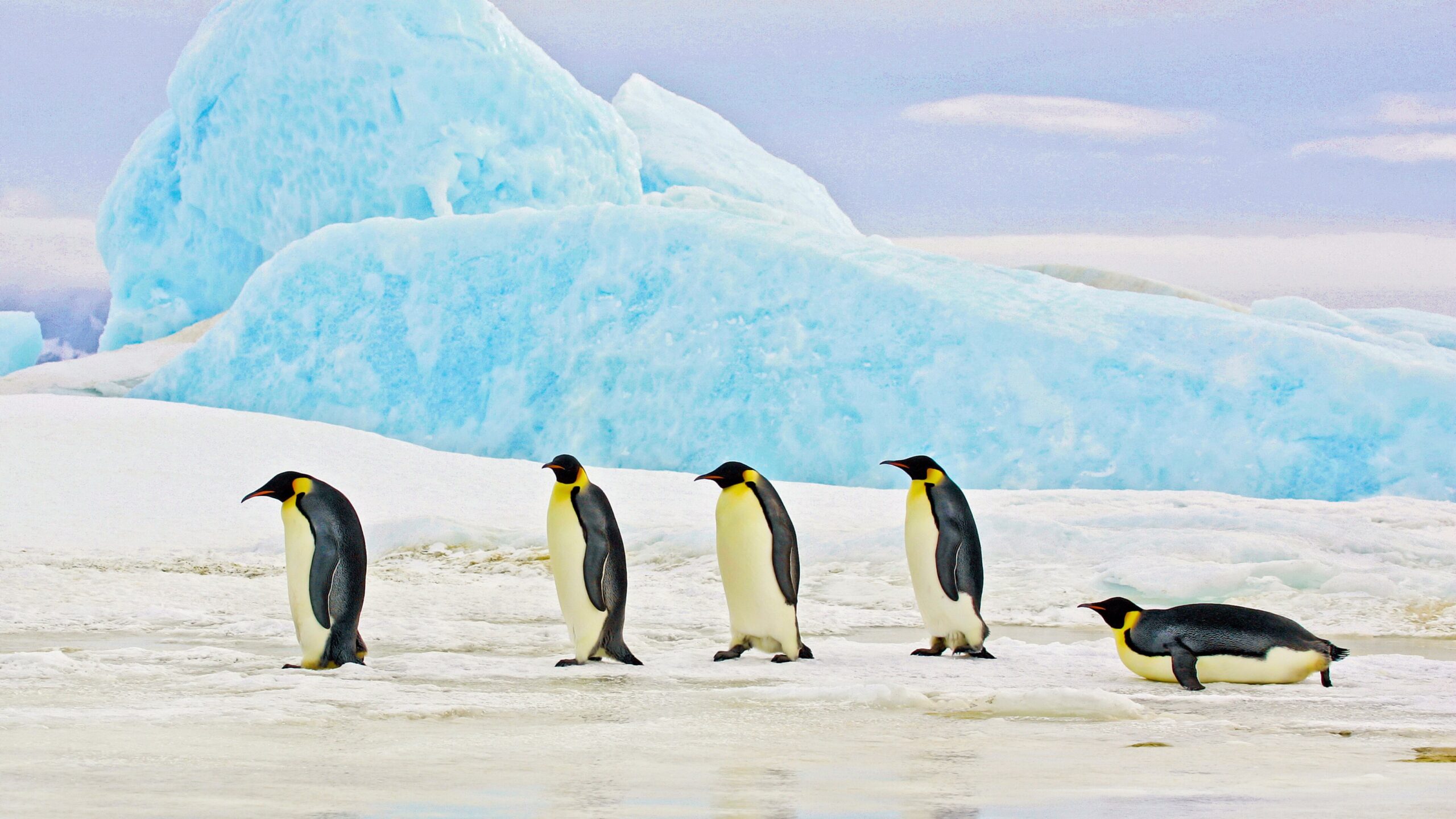 sustainability consulting icebergs melting and penguins